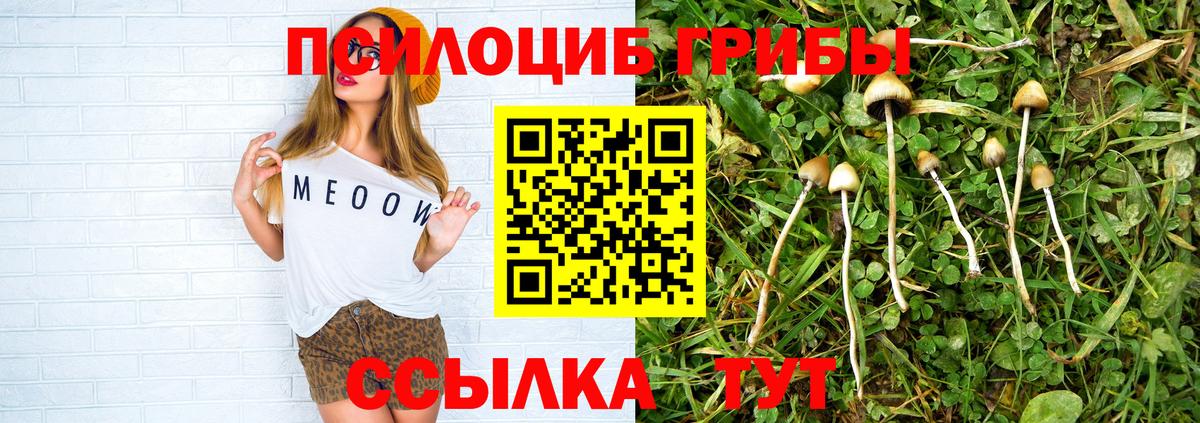 Михайловка  Псилоцибиновые грибы Psilocybine cubensis  Вход с VPN 